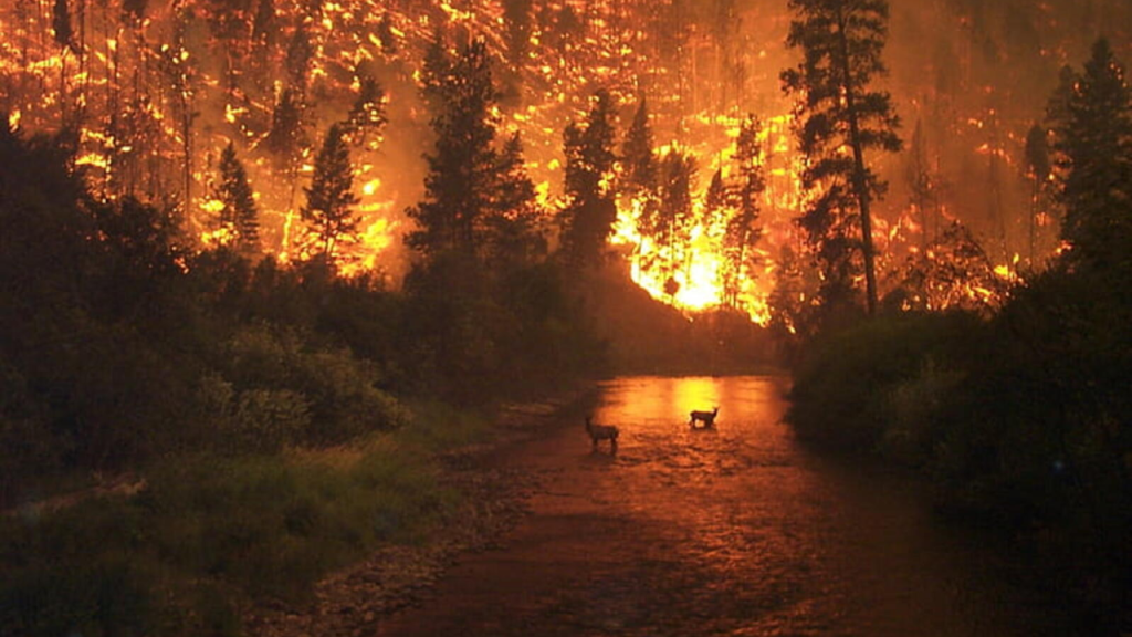 California Megafires Change Wildlife Survival Strategies Over a Long Period!