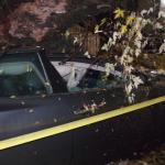 Oversize Tree Crushes Automobile Takes out Power Lines for Blocks in Flatbush, Brooklyn!